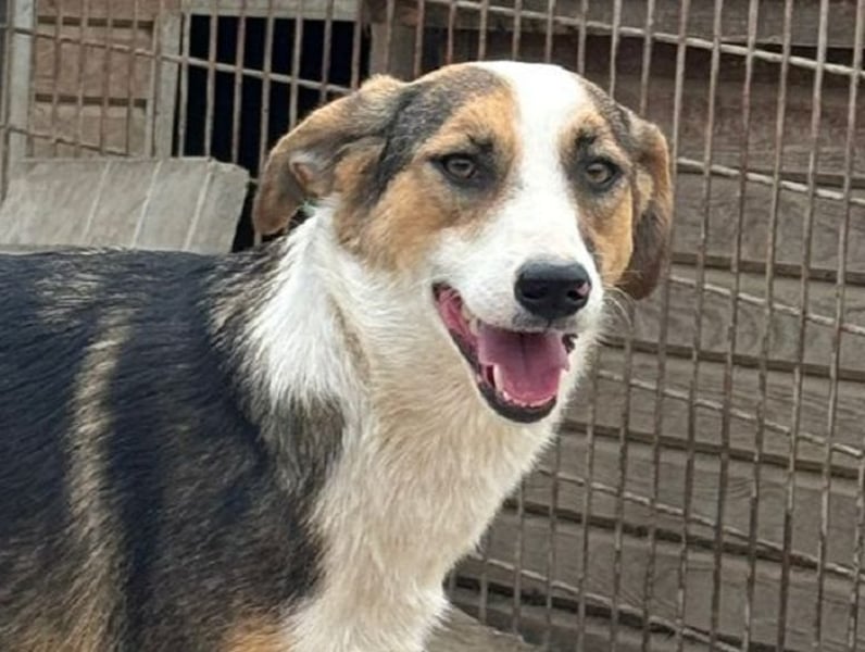 ♥ELDA♥ besonders schöne tricolor-farbene, ganz liebe, sanfte Junghündin von schlanker Statur 53 cm