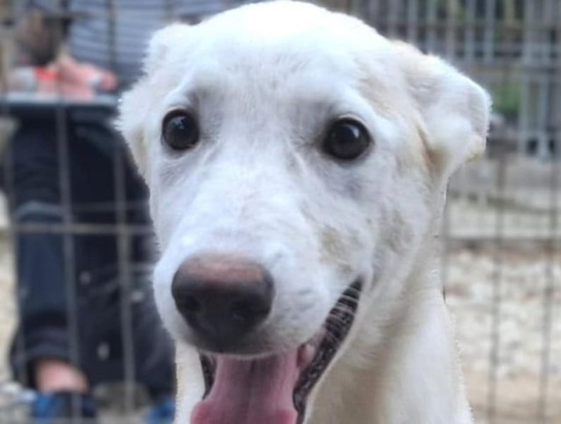 ♥SINA♥ neu auf Pflegestelle bei Köln - zuckersüße, verspielte Juniorin 59 cm