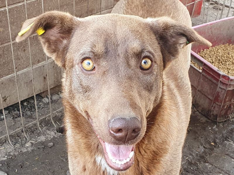 ♥THEA♥ sehr menschenbezogene, verschmuste Junghündin 54 cm