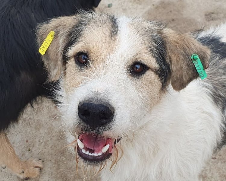 ♥WICKI♥ wunderbarer, unglaublich zutraulicher Gute-Laune-Hund, der einfach zum Verlieben ist 58 cm