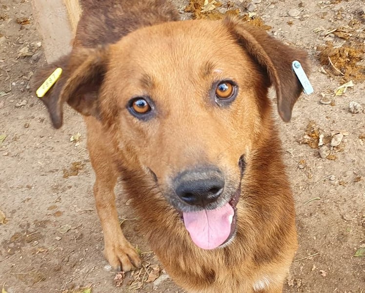 ♥GINO♥ 53 cm; Wer einen aufgeschlossenen, lebensfrohen Rüden sucht, ist bei Gino genau richtig