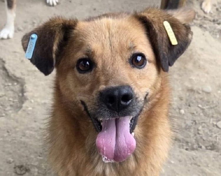 ♥JAKOB♥ süßer, anhänglicher Rüde voller Emotionen, der so viel Herz und Lebensfreude hat 56 cm