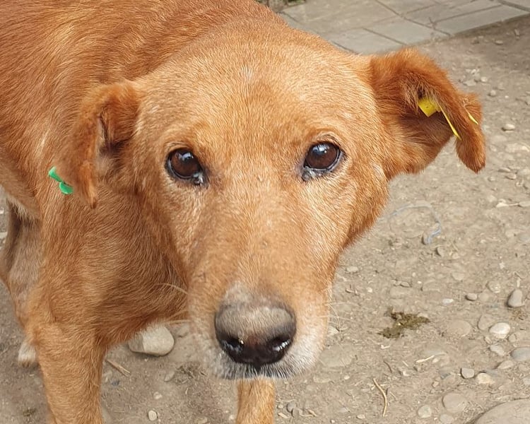 NOTFALL♥OSKAR♥ so lieber, dankbarer, ganz zutraulicher armer Tropf,der im Tierheim stark abbaut 52cm