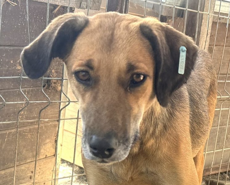 ♥NILA♥ wunderschöne Hündin, die fast ihr ganzes Leben im überfüllten Tierheim verbracht hat 57 cm