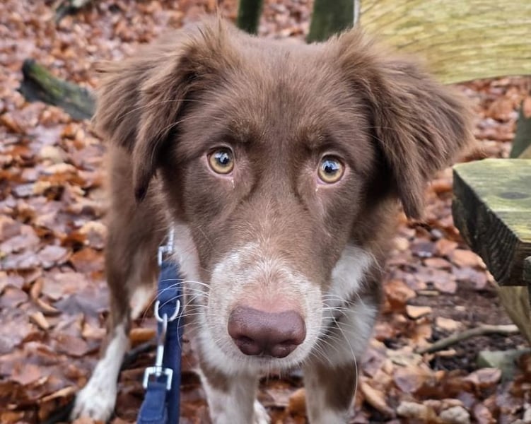 ♥LYRA♥ neu auf Pflegestelle bei Leverkusen - wunderschöne, ganz liebe, sensible Seele 53 cm