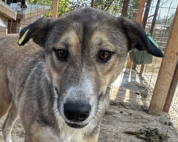 ♥TORA♥ unglaublich liebe, sehr aufgeschlossene, verschmuste Hündin - einfach ein Schatz 56 cm