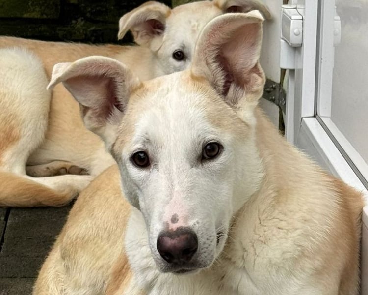 ♥SEPPI♥ neu auf Pflegestelle bei Köln - süßer, etwas zurückhaltender Junior 59 cm