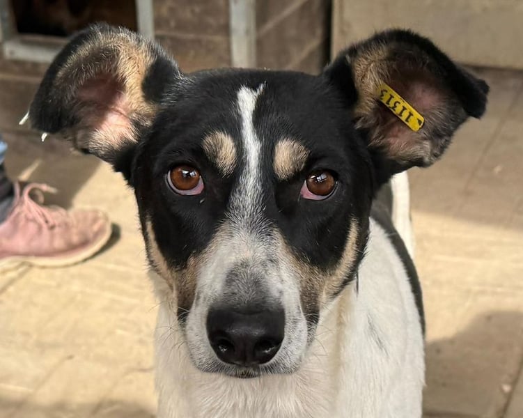 ♥AMANDA♥ süße, anhängliche, verschmuste und unkomplizierte Hündin 54 cm