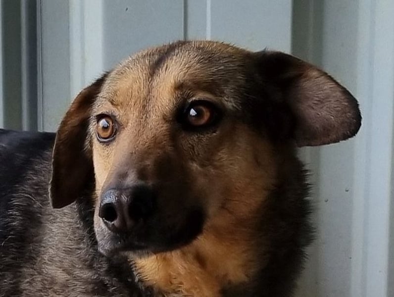 ♥BENJI♥ wunderbarer Rüde: verschmust, anhänglich, ganz lieb 52 cm