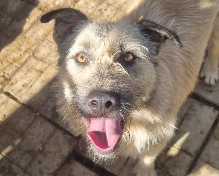 ♥SUMMER♥ unfassbar zutrauliche, anhängliche Hündin mit ihrem einzigartigen Aussehen 57 cm