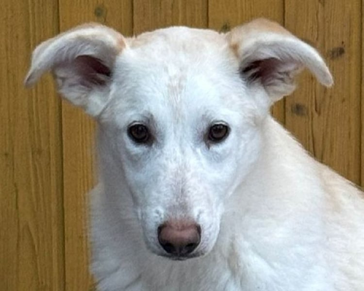 ♥SINA♥ neu auf Pflegestelle bei Köln - zuckersüße, noch etwas unsichere Juniorin 59 cm