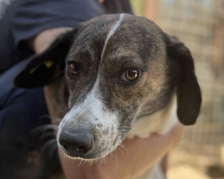 ♥NORA♥ hübsche, weiß-braun-gefleckte, noch zurückhaltende süße Maus 51 cm