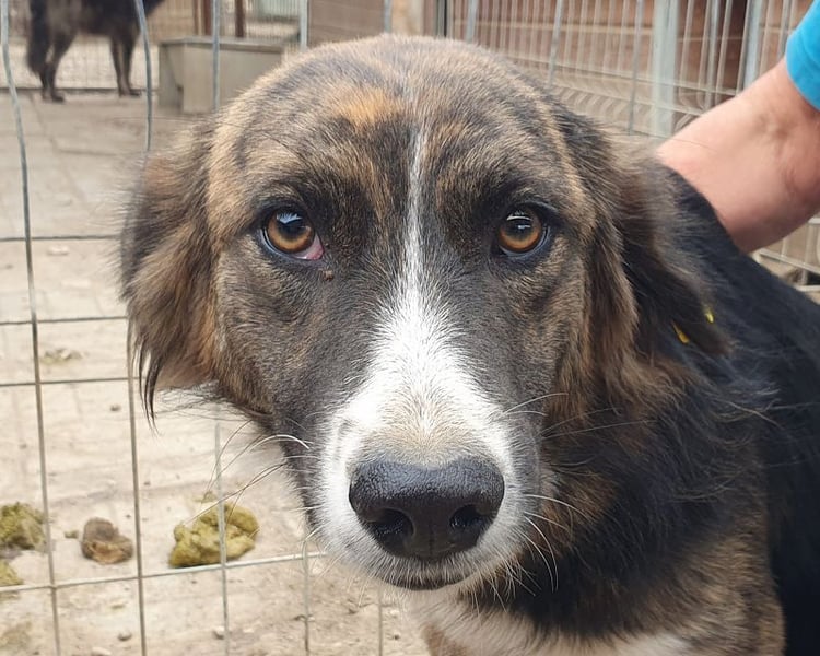 ♥MIA♥ ganz zutrauliche, verschmuste, wunderschöne tricolor-Hündin 56 cm