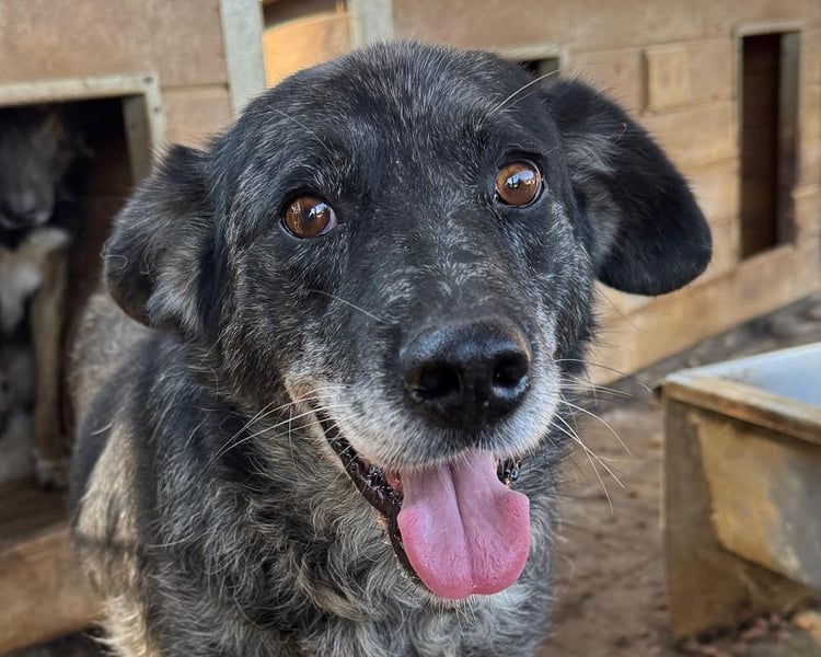 ♥JACKO♥ unglaublich lieber und menschenbezogener Senior, der schon 4 Jahre im Tierheim wartet 53 cm
