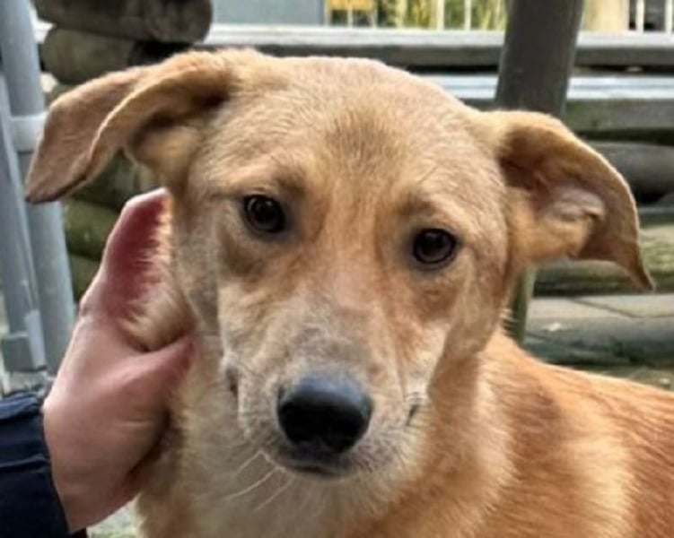 ♥GORBI♥ auf Pflegestelle bei Köln - aufgeschlossener, fröhlicher, anhänglicher Junior 52 cm