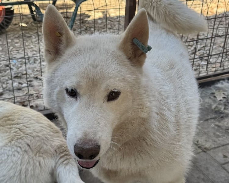 ♥NAJO♥ bezaubernder, wunderschöner, anhänglicher Husky-Rüde - ein wahrer Sonnenschein 54 cm