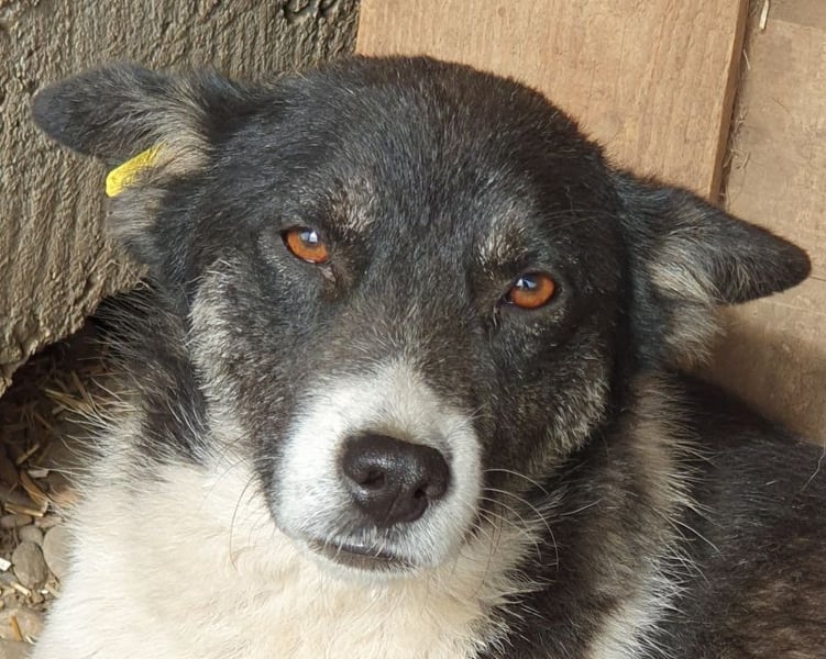 ♥RAMON♥ verschmuster, sehr menschenbezogener, ruhiger Rüde 51 cm