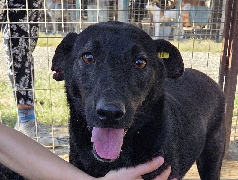 ♥DORINA♥ unglaubliche liebevolle, verschmuste Hündin, die die menschliche Nähe so vermisst 53 cm