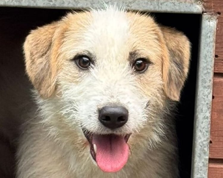 ♥MARLON♥ auf Pflegestelle bei Köln - hübscher, sehr menschenbezogener, kluger und aktiver Rüde 54 cm