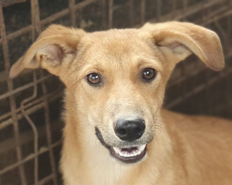 ♥GORBI♥ neu auf Pflegestelle bei Köln - aufgeschlossener, fröhlicher, unkomplizierter Junior 52cm