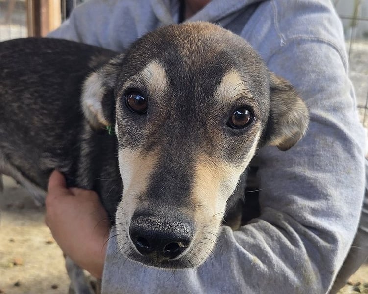 ♥DENNIS♥ wunderschöner, ganz sanfter, feiner kleiner Schatz 51 cm