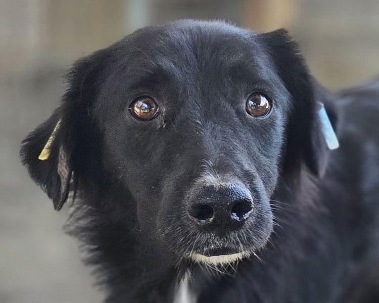 ♥MAURILIO♥ zuckersüßer, sanfter, noch vorsichtiger Rüde, der schon 3 Jahre im Tierheim lebt 55 cm