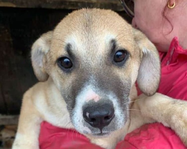 ♥BONNIE♥ zuckersüße, verspielte Junghündin, die schnell ausreisen sollte - wird größer
