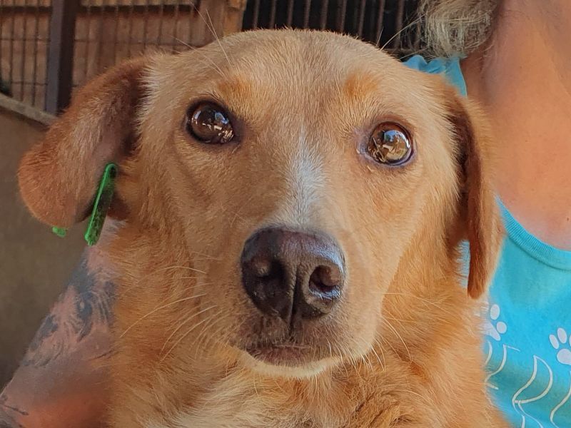 ♥RONJA♥ süße, stille, zarte Seele, der der Stress im Tierheim sichtlich zusetzt 50-55 cm