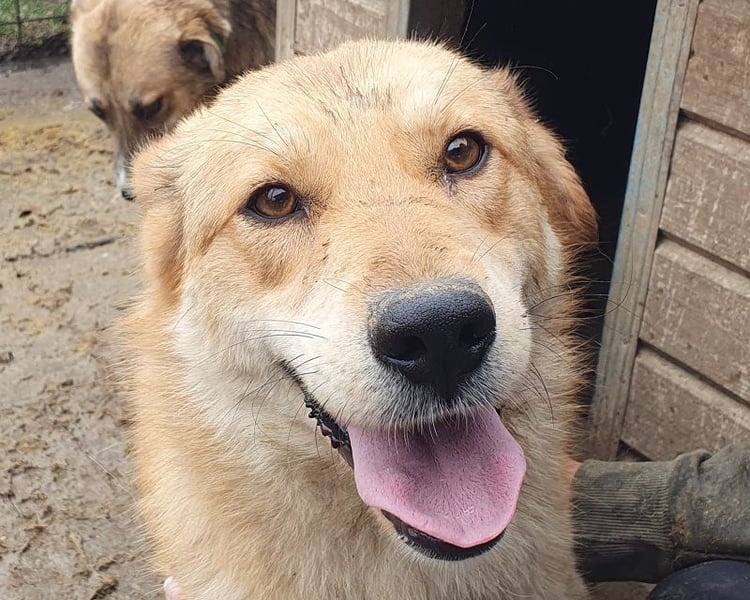 ♥NAEMI♥ ganz aufgeschlossene, verspielte, witzige Hündin 53 cm - ein echter Sonnenschein