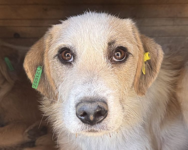 ♥MARLON♥ ganz hübscher, lieber, zurückhaltender, zu dünner Drahthaar-Junghund 54 cm