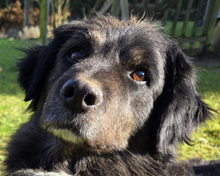 ♥SVENJA♥ auf Pflegestelle bei Leverkusen - wunderschöne, verschmuste Hündin mit längerem Fell 54cm