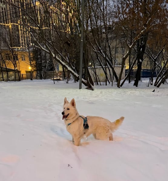 Freundliche Tierschutzhündin Esta  ❤️ in 22085 Hamburg