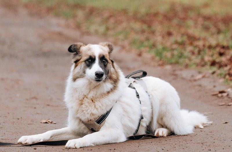 Hübsche Tierschutzmaus Busya ❤️ sucht ein liebevolles Zuhause