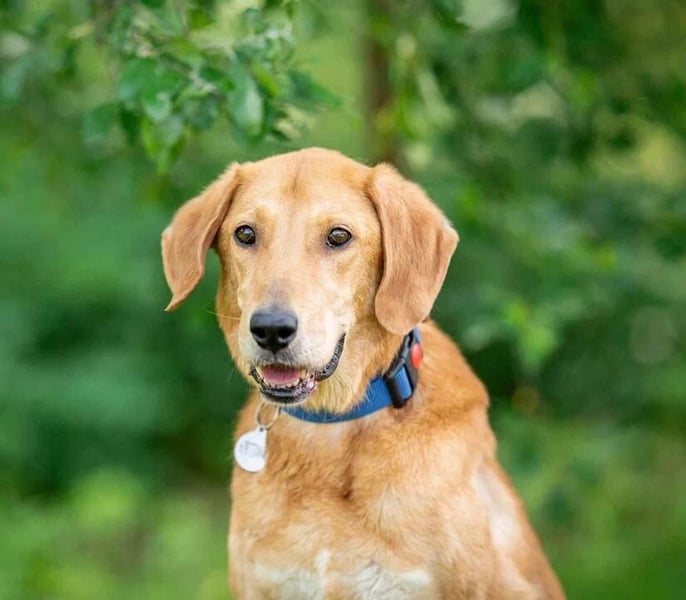 Djem ❤️ ein wahrhaft besonderer Hund sucht Zuhause