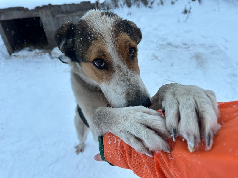 Freundlicher Rüde Cap ❤️ aus dem Tierschutz sucht sein Glück