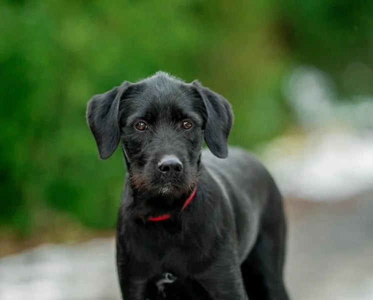 Palfy ❤️ junge, sportliche Hündin mit ganz viel Charme und Persönlichkeit sucht ihre Menschen