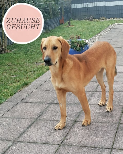 LUI sucht seine Familie ❤️