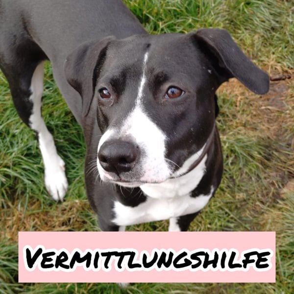 Vermittlungshilfe für KIRA❤️