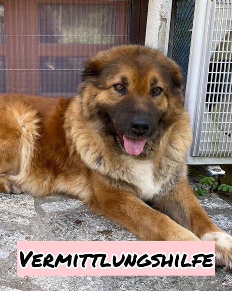 MECA sucht ihr Glück❤️