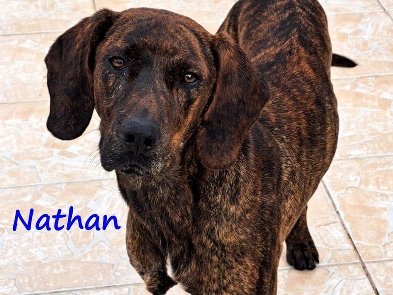 Nathan geb. 01/2022 (GRC) - verspielter, charmanter und wunderschöner Rüde!