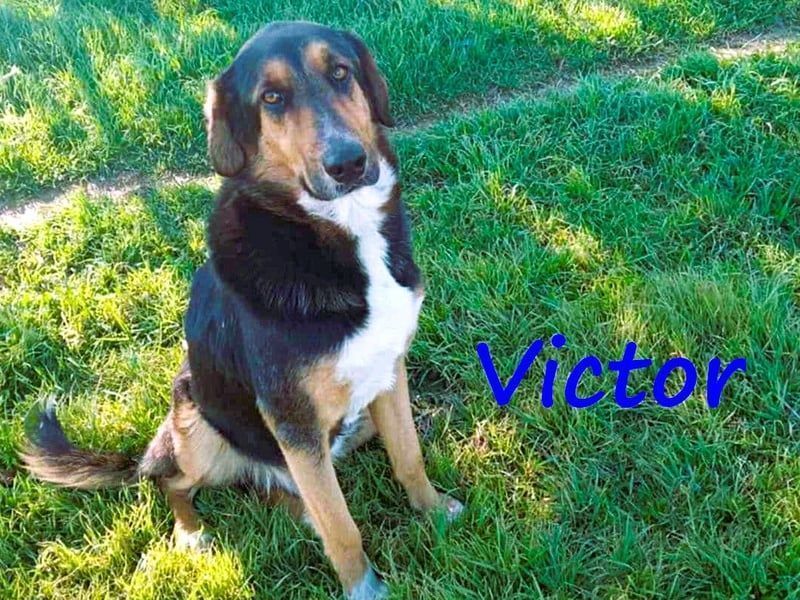 Victor geb. 07/2023 (GRC) - wunderschöner und menschenbezogener Junghund!