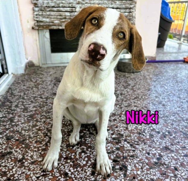 Nikki geb. 03/2025 (GRC) - verträgliche, süße Welpin!