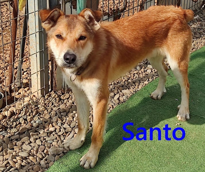 Santo geb. 02/2024 (ESP) - verspielter und lieber Rüde!