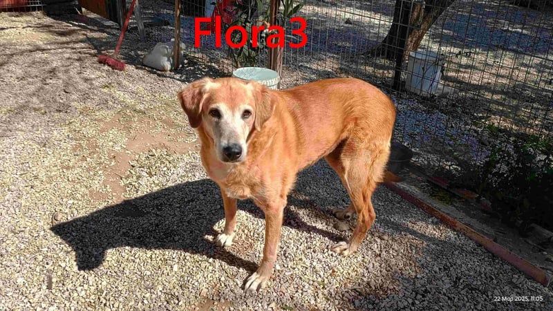 Flora3 geb. 06/2015 (GRC) - soziale Hundedame hat endlich etwas Liebe verdient!