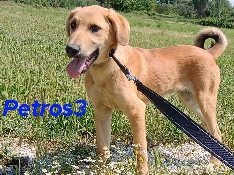 Petros3 geb. 12/2024 (GRC) - ausgeglichener, freundlicher und geselliger Welpe!