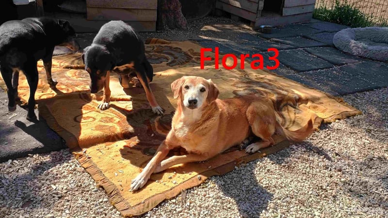 Flora3 geb. 06/2015 (GRC) - soziale Hundedame hat endlich etwas Liebe verdient!
