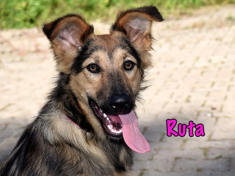 Ruta geb. 01/2025 - gehorsame und fröhliche, wunderschöne Welpin!