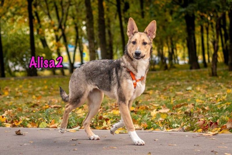 Alisa2 geb. 01/2022 (in Deutschland) - lebensfrohe und sensible Hündin!
