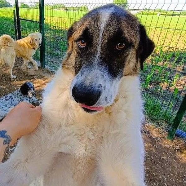 Felix geb. 02/2022 (GRC) - geselliger, verschmuster und freundlicher, junger Rüde!