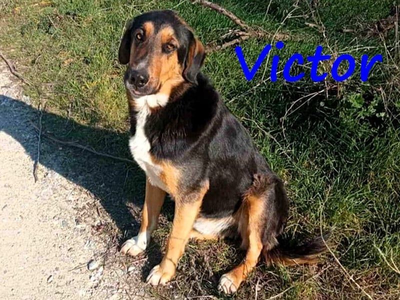 Victor geb. 07/2023 (GRC Pflegestelle) - wunderschöner und menschenbezogener Junghund!